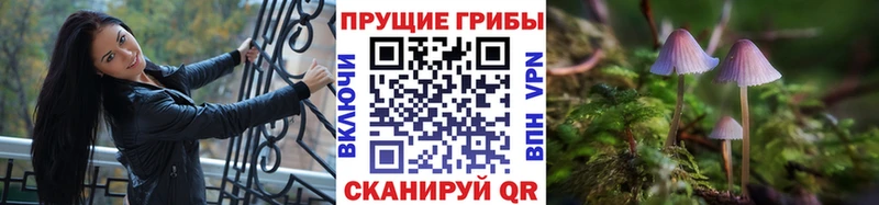 Купить  Электросталь  Галлюциногенные грибы Psilocybe 